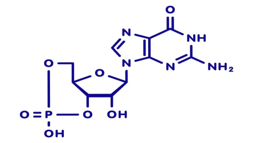 Cyclic guanosine monophosphate