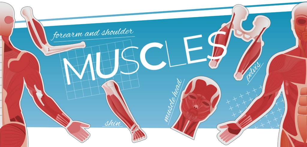 Muscle fibers stick together